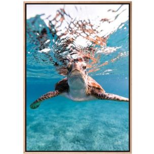 HELLO SEA TURTLE ART